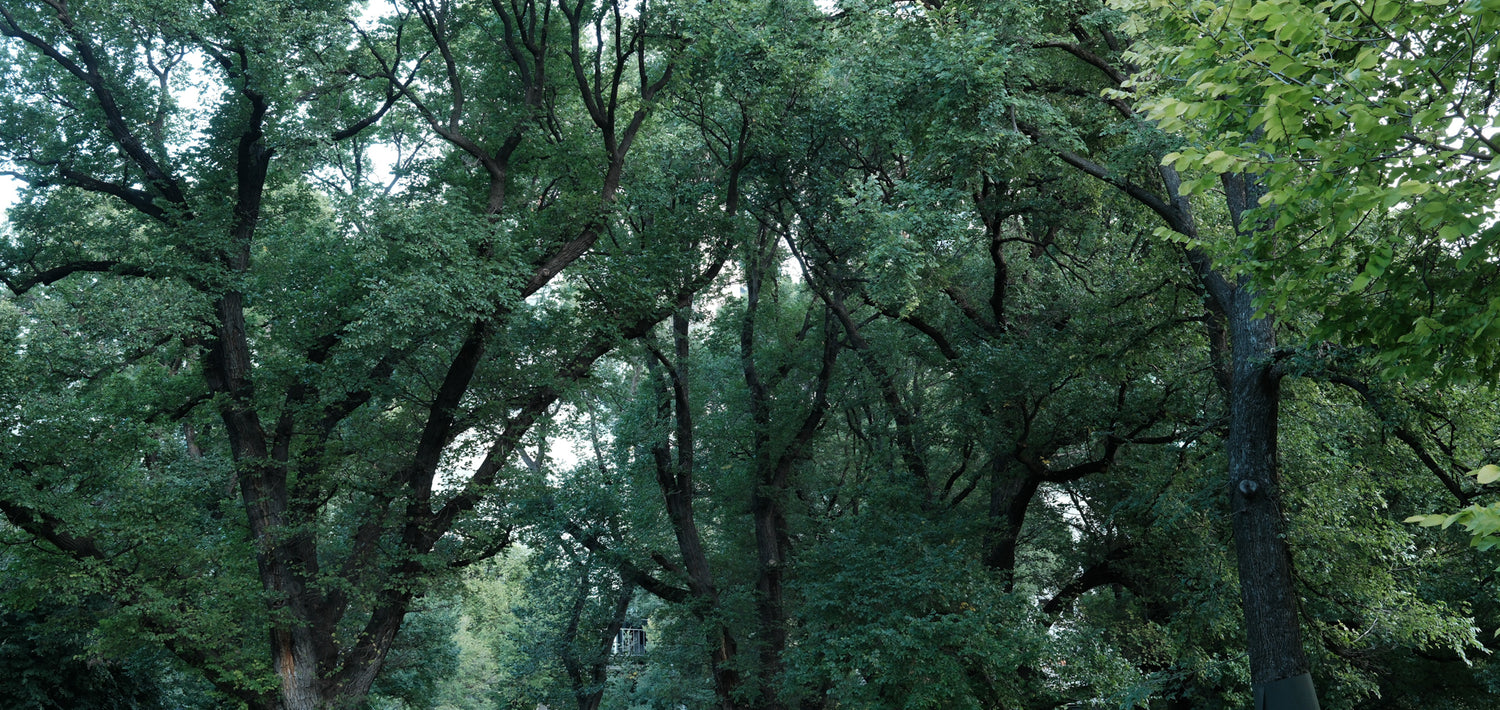 WABI-SABI GARDEN